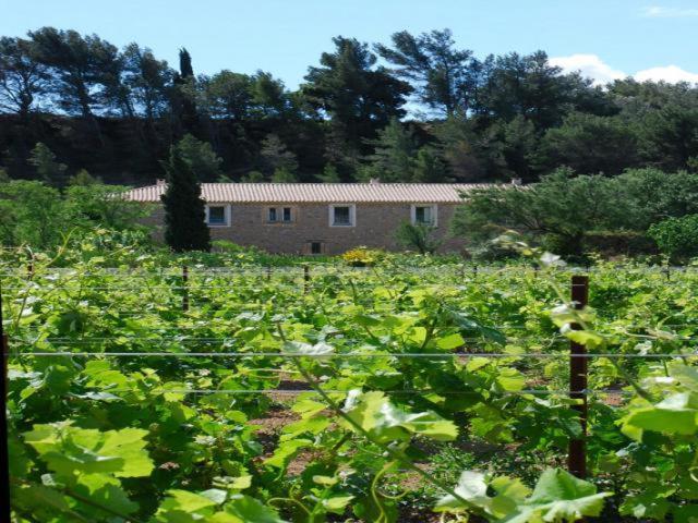 Domaine De "Creva-Tinas" Bed & Breakfast Mailhac Luaran gambar